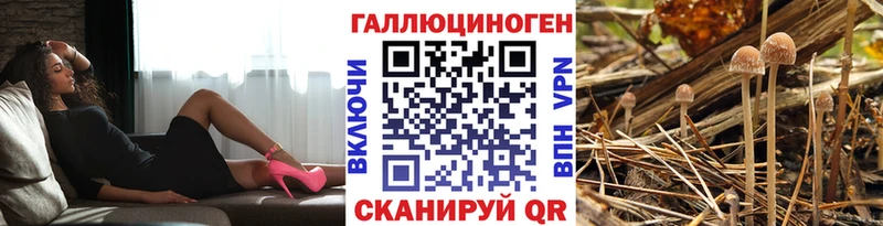 Псилоцибиновые грибы Cubensis  Кедровый 